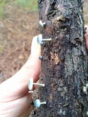 Mycena cyanocephala
