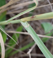 Panicum decompositum