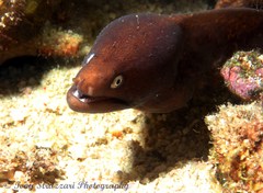 Gymnothorax thyrsoideus