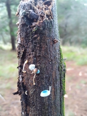 Mycena cyanocephala