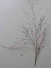 Panicum decompositum