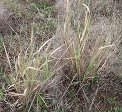 Panicum decompositum