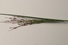 Panicum decompositum