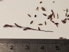 Panicum decompositum