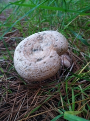 Lactarius quieticolor