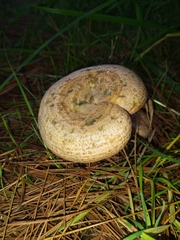 Lactarius quieticolor