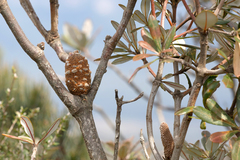 Banksia saxicola
