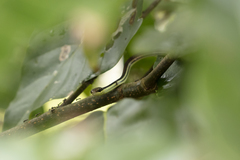 Dendrelaphis philippinensis