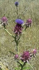 Cynara syriaca