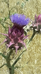 Cynara syriaca
