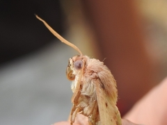 Plesanemma