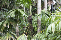 Saribus rotundifolius