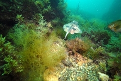 Urolophus orarius
