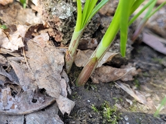 Allium canadense canadense