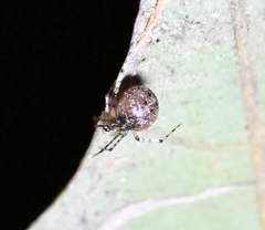 Platnickina sterninotata