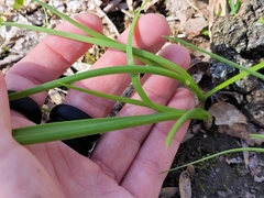 Allium canadense canadense