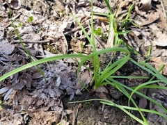 Allium canadense canadense