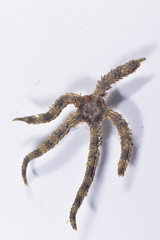 Ophiothrix spiculata