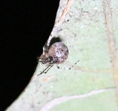 Platnickina sterninotata