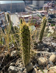 Corryocactus