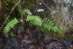 Polystichum setigerum