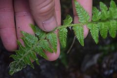 Polystichum setigerum