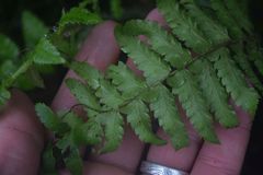 Polystichum setigerum