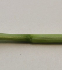 Panicum decompositum