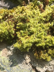Racomitrium canescens