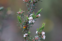 Leucopogon glacialis