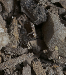 Drassyllus
