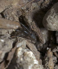 Drassyllus