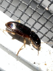 Stenolophus ochropezus