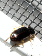 Stenolophus ochropezus