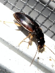 Stenolophus ochropezus