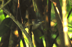 Pheugopedius genibarbis