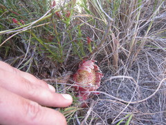 Protea decurrens