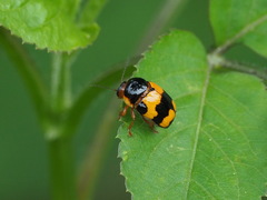 Cryptocephalus formosanus