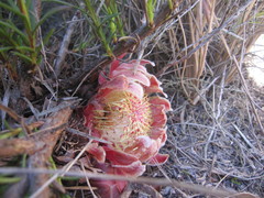 Protea decurrens