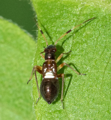 Teleorhinus