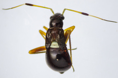 Teleorhinus
