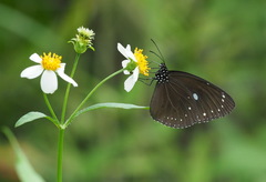 Euploea tulliolus koxinga