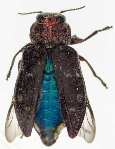 Pacific Flat-Headed Borer photo 2