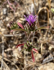 Monardella douglasii