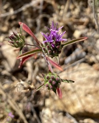 Monardella douglasii