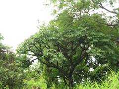 Cussonia arborea