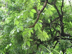 Cussonia arborea