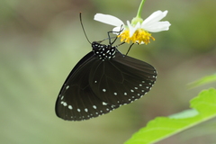Euploea tulliolus koxinga