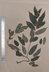 Ventilago