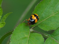 Cryptocephalus formosanus